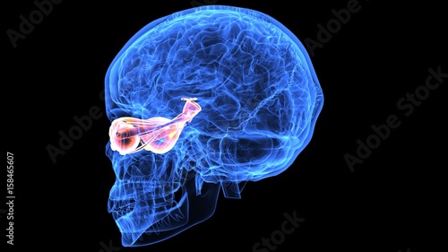 Wallpaper Mural 3d illustration of human body brain anatomy parts Torontodigital.ca