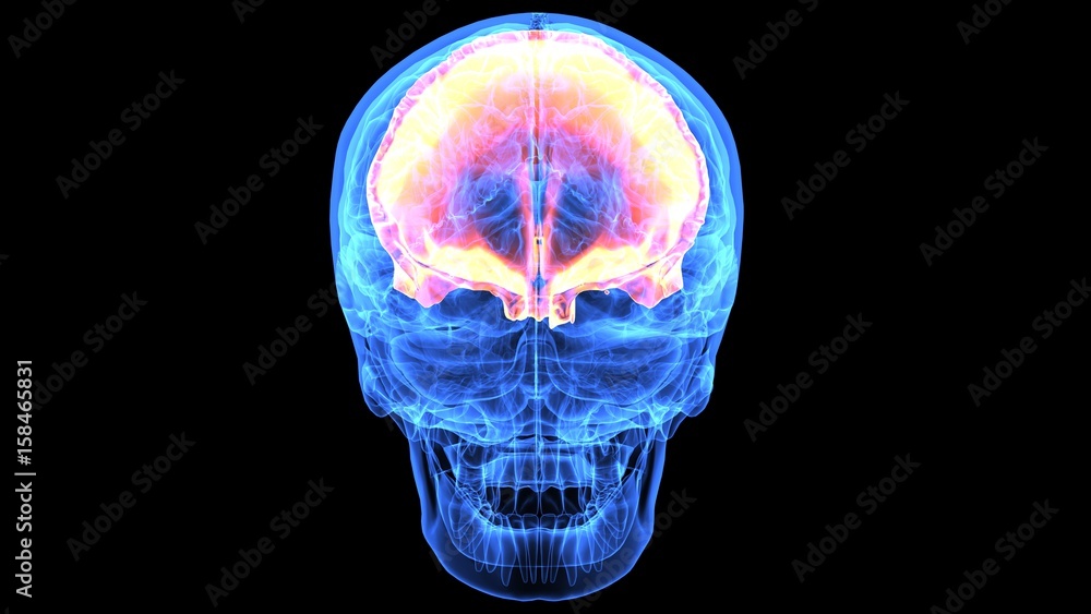 3d illustration human body brain 3d illustration human body brain