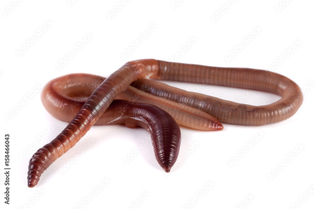 Two earthworms isolated on white background Two earthworms isolated on white background