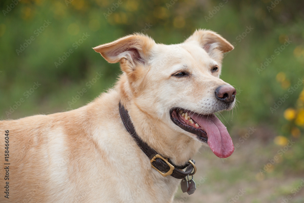 Hechelnder Hund auf Waldweg