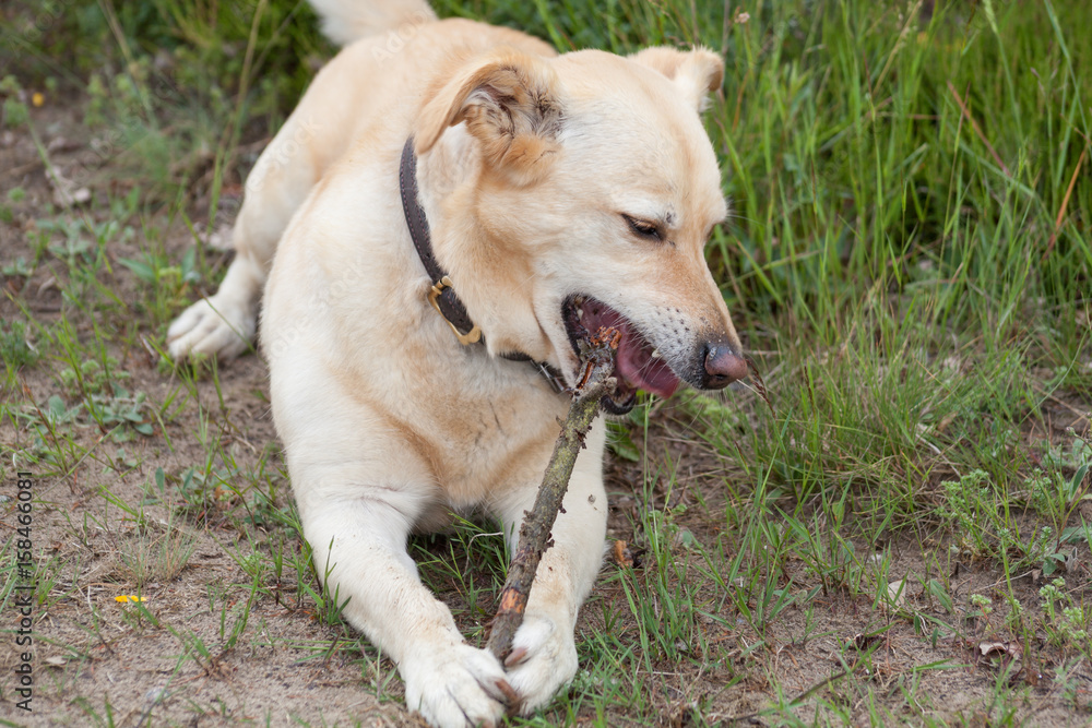 Hund mit Stöckchen