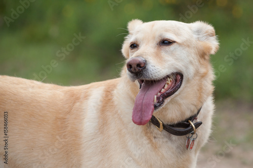 Hechelnder Hund auf Waldweg