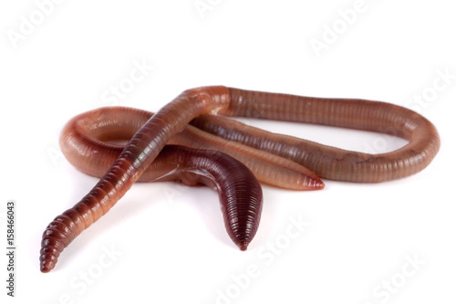 Two earthworms isolated on white background