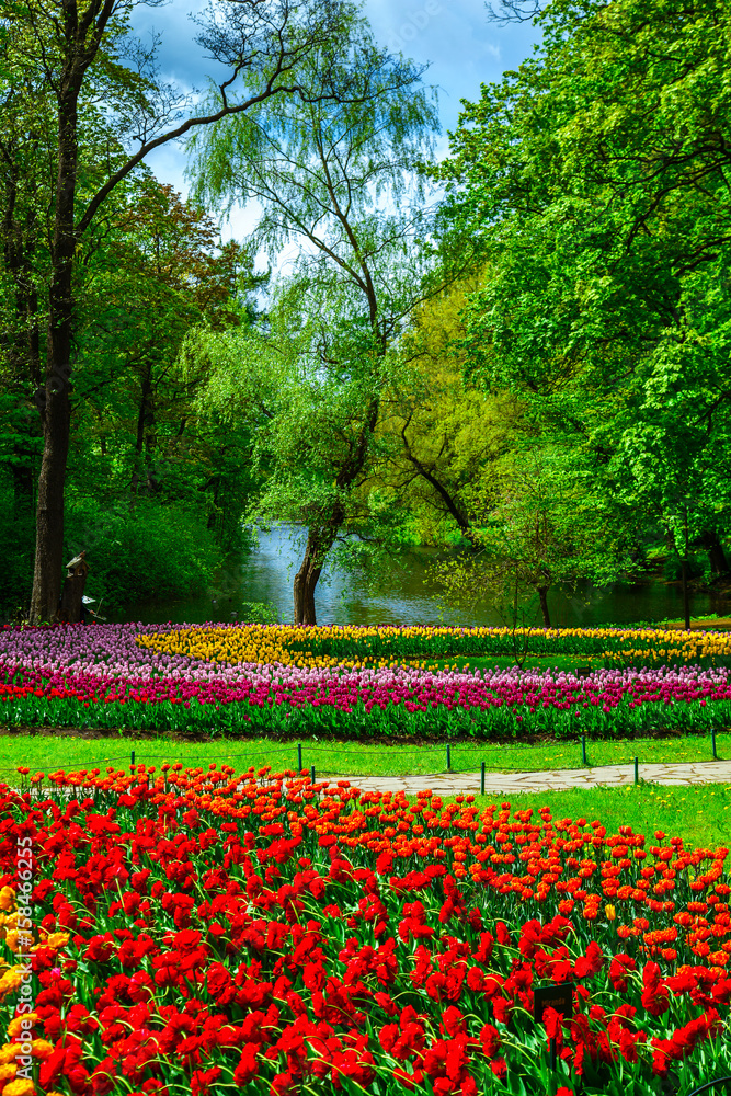 Amazing blooming tulips in the spring city park.