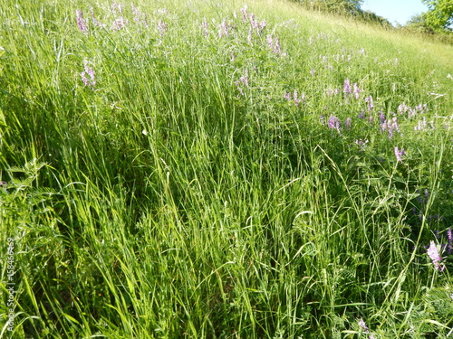 beautful violet flowers in a meadow