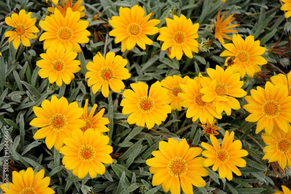 Yellow flowers Yellow flowers