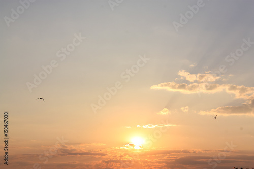 Seagulls flying  at sunset © Bogdan