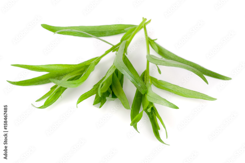 Sprig of tarragon isolated on a white background. Artemisia dracunculus
