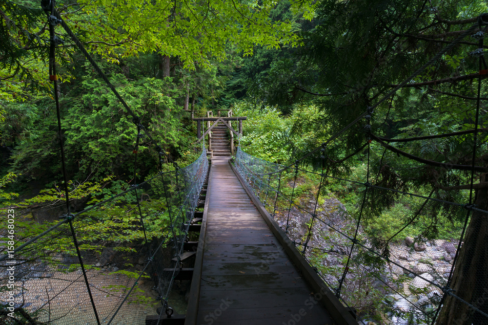 Fototapeta premium Suspension bridge in the forest landscape