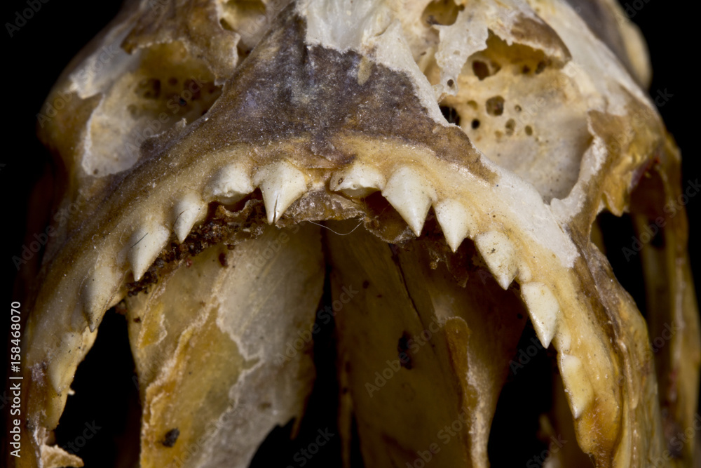 Piranha Teeth and Skull in Abstract Macro on Black Background Piranha Teeth and Skull in Abstract Macro on Black Background