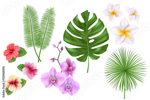 Set of exotic tropical flowers, plants, leaves. Vector illustration with realistic palm, monstera leaf, hibiscus, orchid.