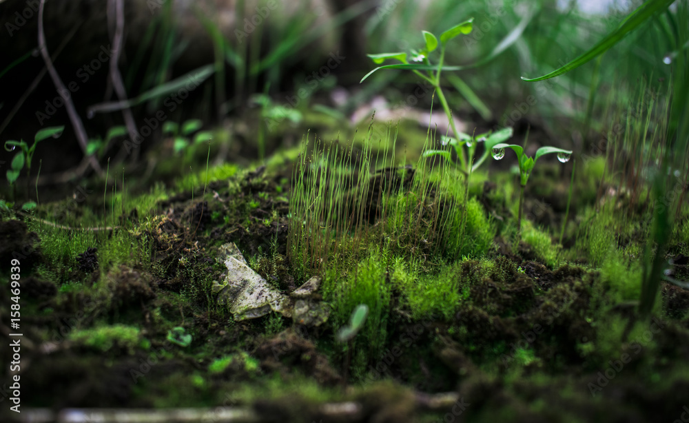 green moss green moss