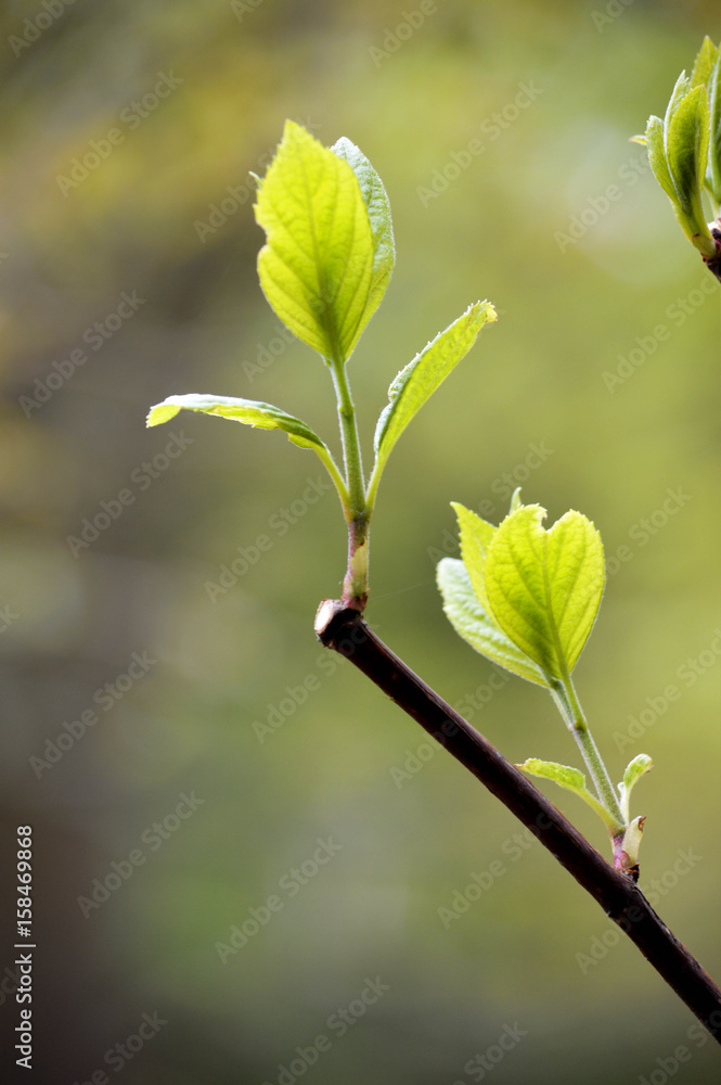 Green Spring Buds Green Spring Buds