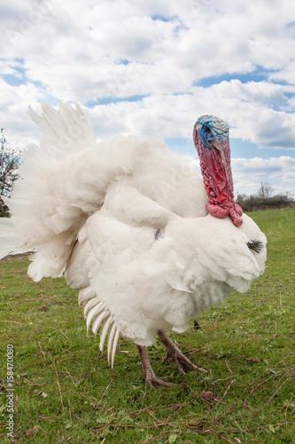 white turkey male or gobbler closeup on the blue sky background photo