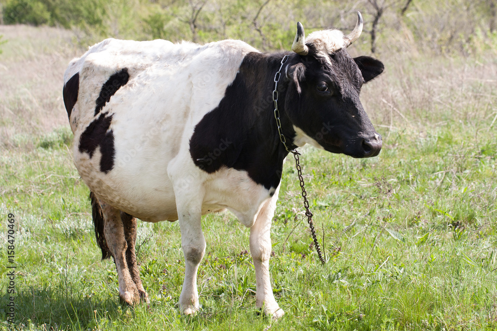 Black and white cow grazes on a meadow in the village Black and white cow grazes on a meadow in the village