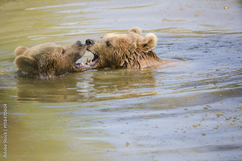 Couple d'ours brun jouant dans l'eau Couple d'ours brun jouant dans l'eau