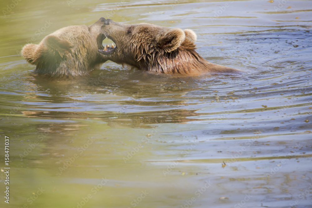 Couple d'ours brun jouant dans l'eau Couple d'ours brun jouant dans l'eau