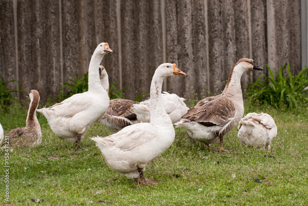 Flock of geese on the grass near the fence Flock of geese on the grass near the fence