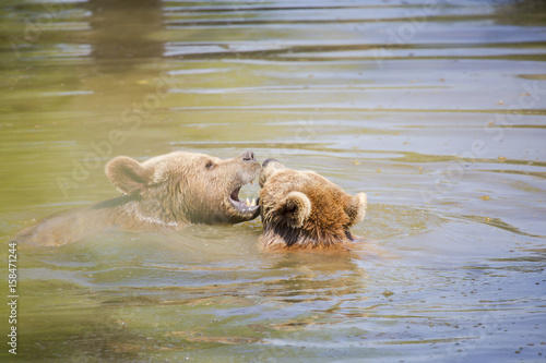 Couple d'ours brun jouant dans l'eau