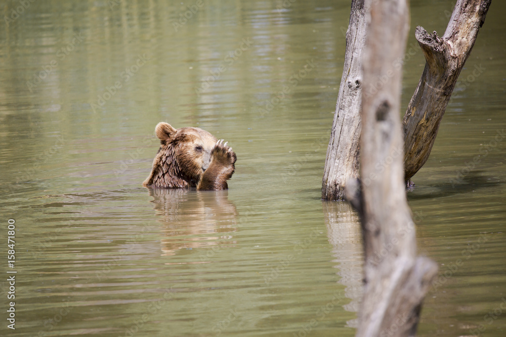 Portrait d'ours brun jouant dans l'eau Portrait d'ours brun jouant dans l'eau