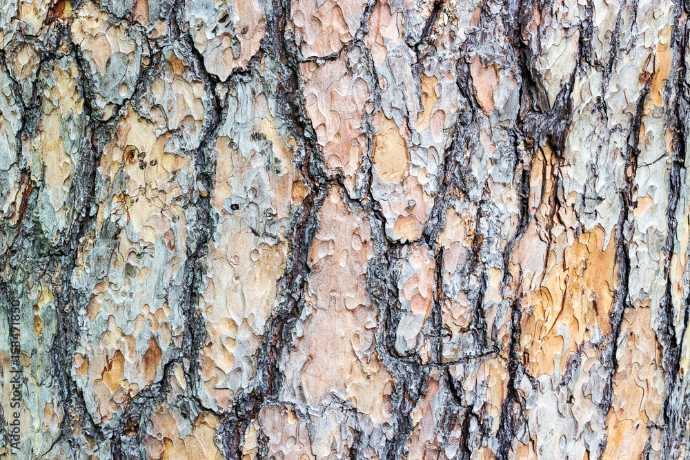Beautiful texture bark of a perennial tree Beautiful texture bark of a perennial tree