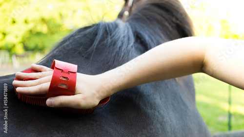 Fototapeta Naklejka Na Ścianę i Meble -  Reiterin reinigt das Fell einer Trakehnerstute mit einer Kardätsche