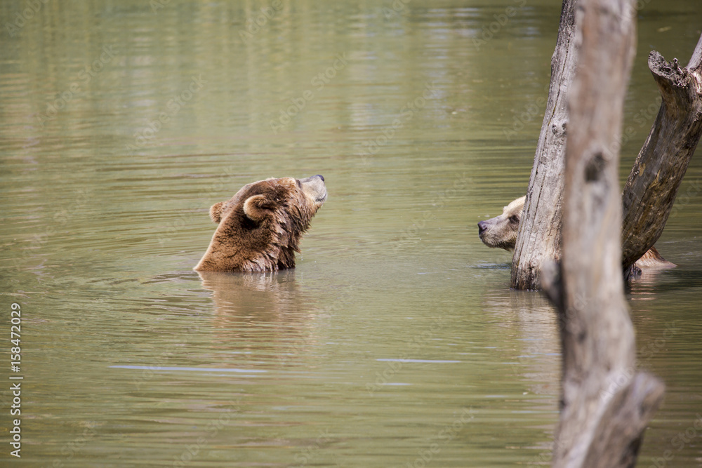 Portrait d'ours brun jouant dans l'eau Portrait d'ours brun jouant dans l'eau