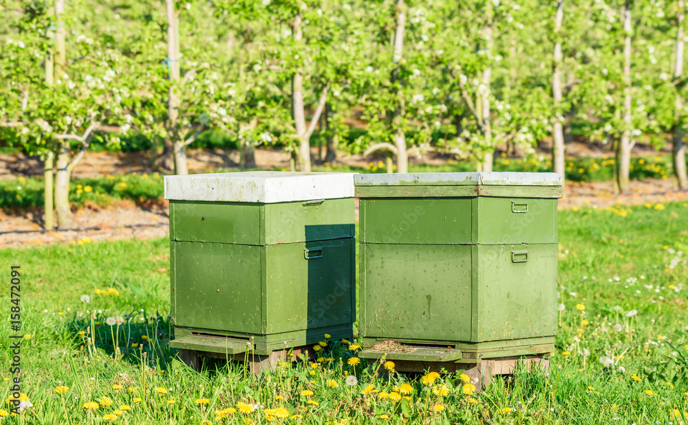 Two beehives among apple trees in an orchard to help with pollination and better crop. Two beehives among apple trees in an orchard to help with pollination and better crop.