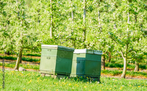 Two beehives among apple trees in an orchard to help with pollination and better crop.