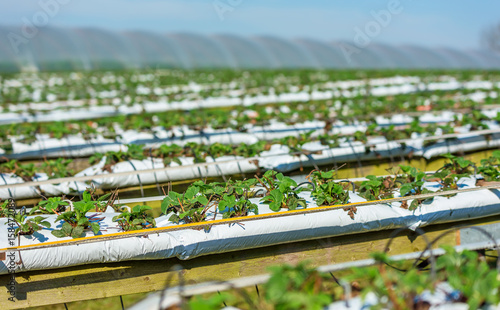 Strawberry plants cultivated on raised wooden stands. Plants grow in soil filled plastic bags.