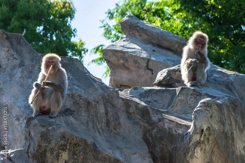Fototapeta premium Japanese macaque - ニホンザル4