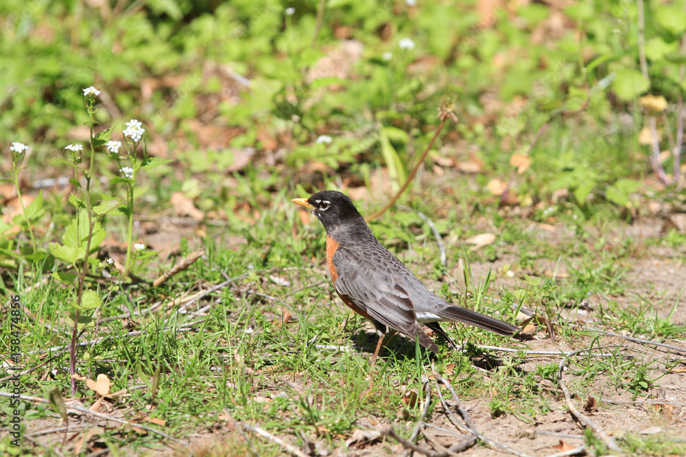 American Robin in early spring on ground American Robin in early spring on ground