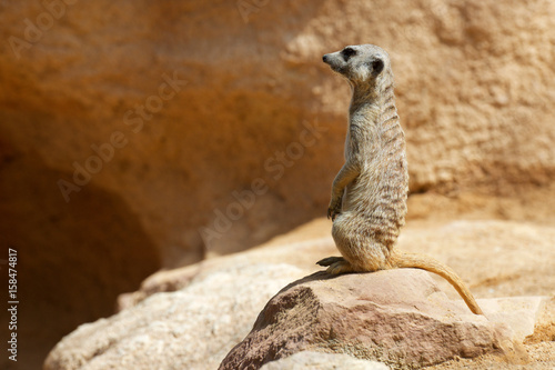 Meerkat in a zoo © WINDCOLORS