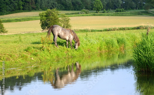 Doppelpony  graues Pony grast am Ufer eines Flusses und spiegelt sich im Wasser