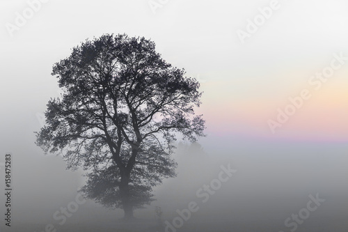Tree in the mist