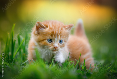 Fotografie, Obraz kitten crawling