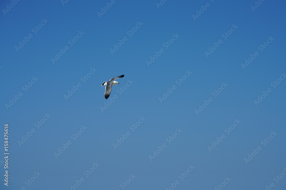 야생 갈매기 (seagull)
