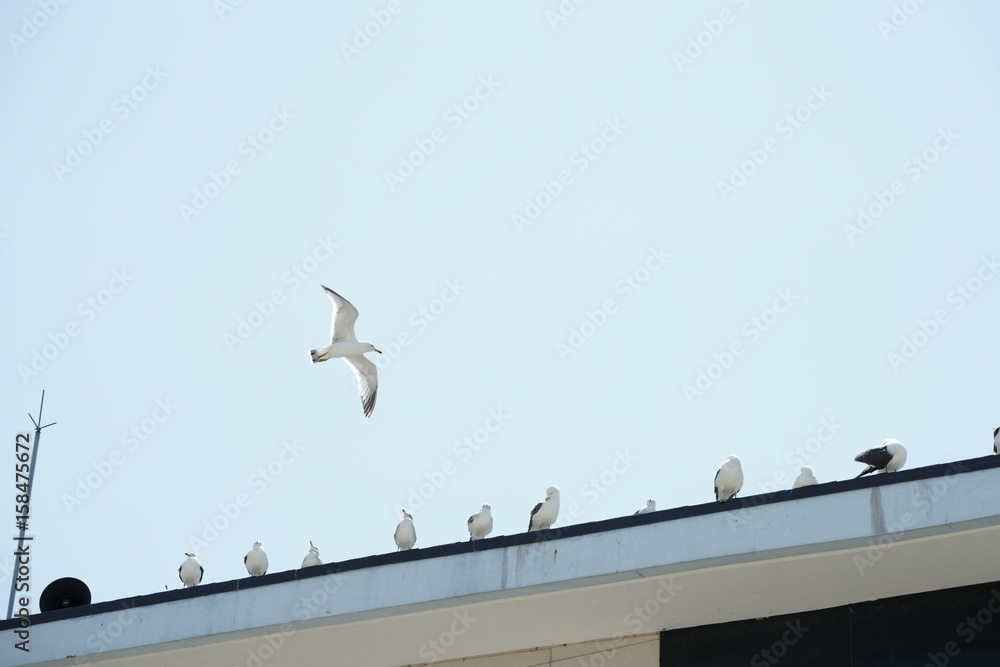 야생 갈매기 (seagull)