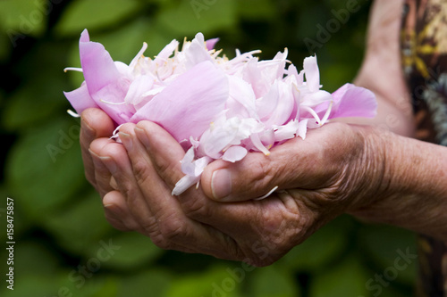 Rose petals in hands