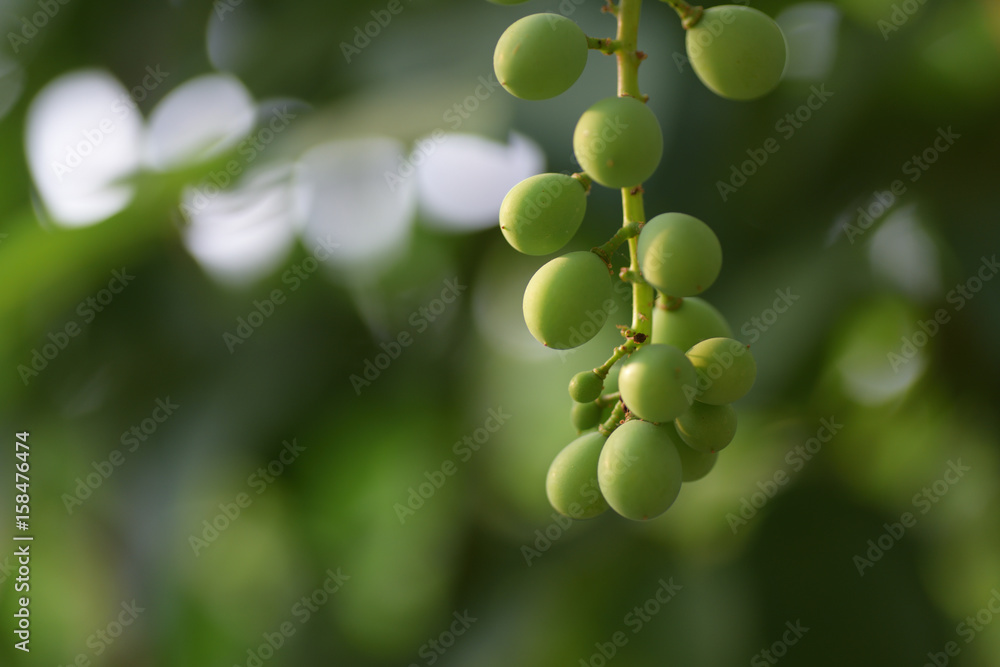 Young green grapes on with green background. Young green grapes on with green background.