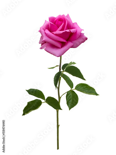 Delicate pink rose
