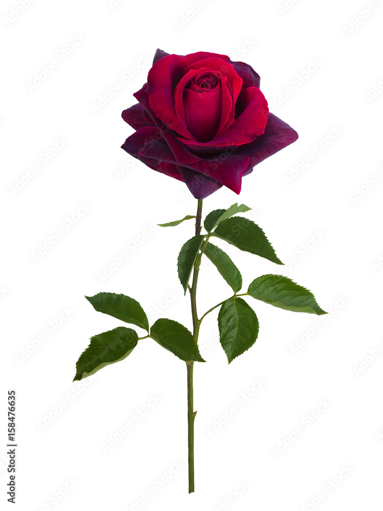 Dark red rose Dark red rose