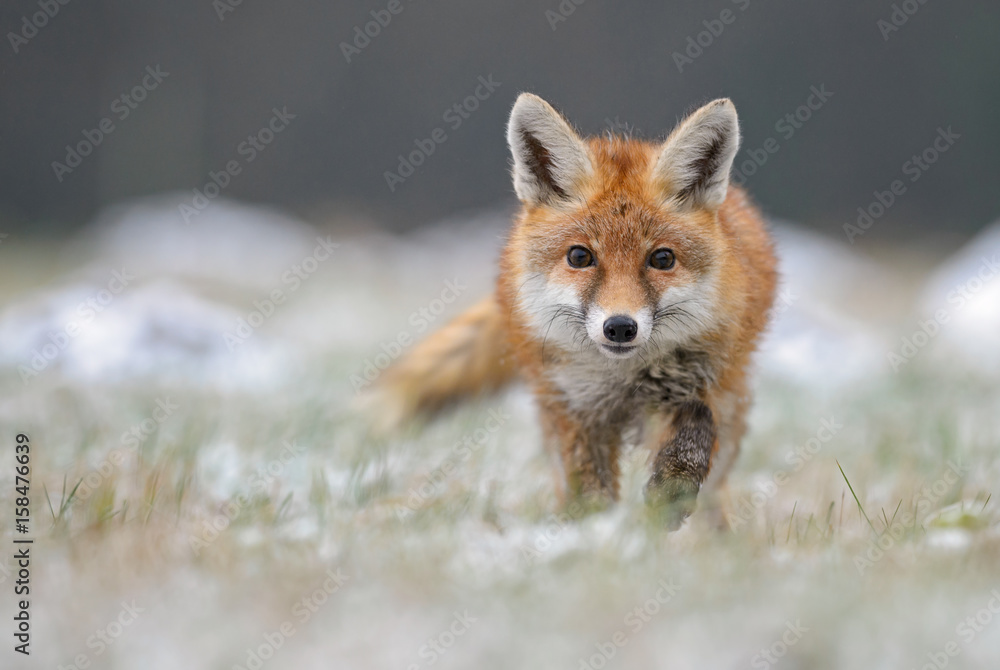 Red Fox in winter fox - obrazy, fototapety, plakaty 