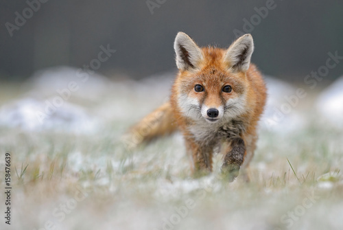 Canvas Print Red Fox in winter fox