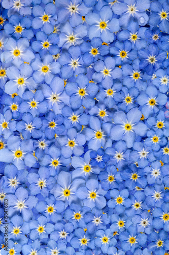 Background from light blue flowers of Forget-me-not (lat. Myosotis arvensis)