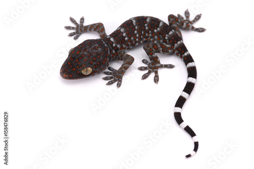 tokay gecko isolated on white background