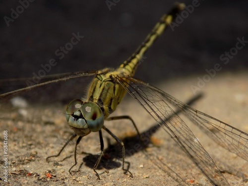 Dragonfly