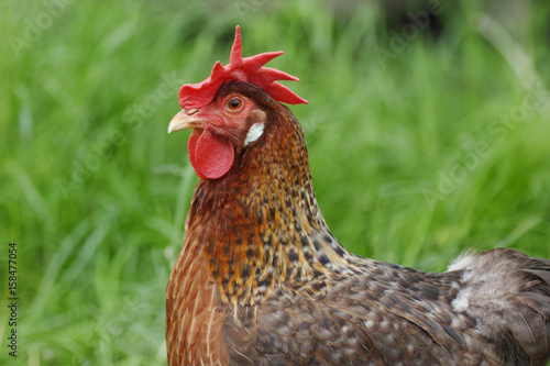 cock male bird