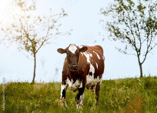 Kuh auf einer Wiese im Sauerland