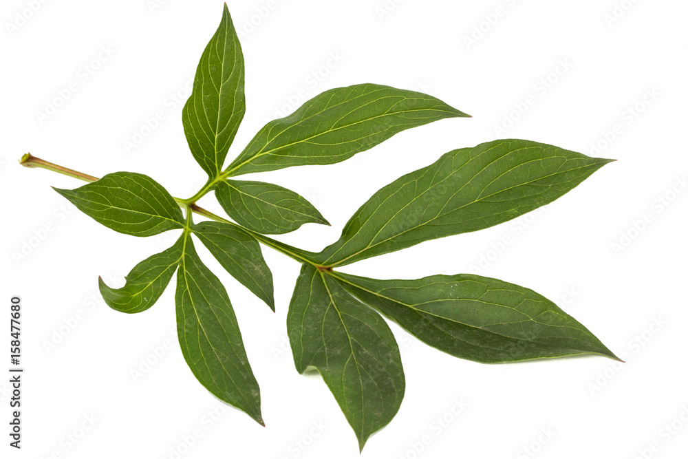 Leaf of peony flower, lat. Paeonia, isolated on white background Leaf of peony flower, lat. Paeonia, isolated on white background